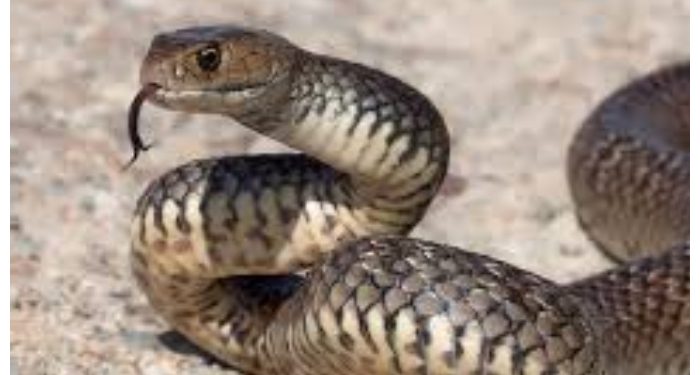 Arti Mimpi Tentang Ular Waspada! Terkait Musuh Menurut Tafsir Mimpi